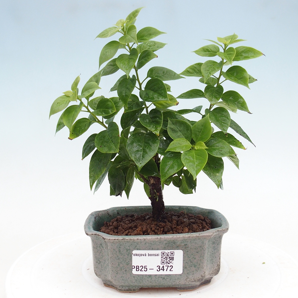 Room bonsai - Bouganwilea