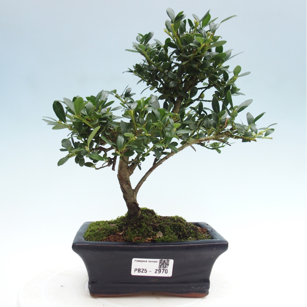 Indoor bonsai - Ilex crenata - Holly