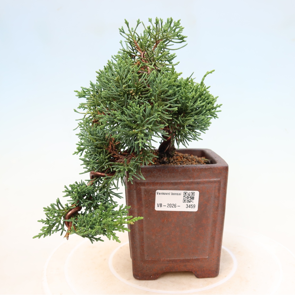 Outdoor bonsai - Juniperus chinensis Kishu