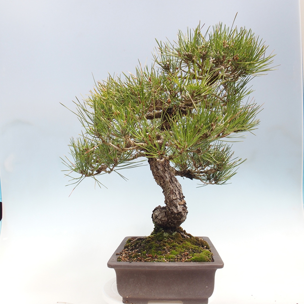 Outdoor bonsai - Pinus thunbergii - Thunberg pine