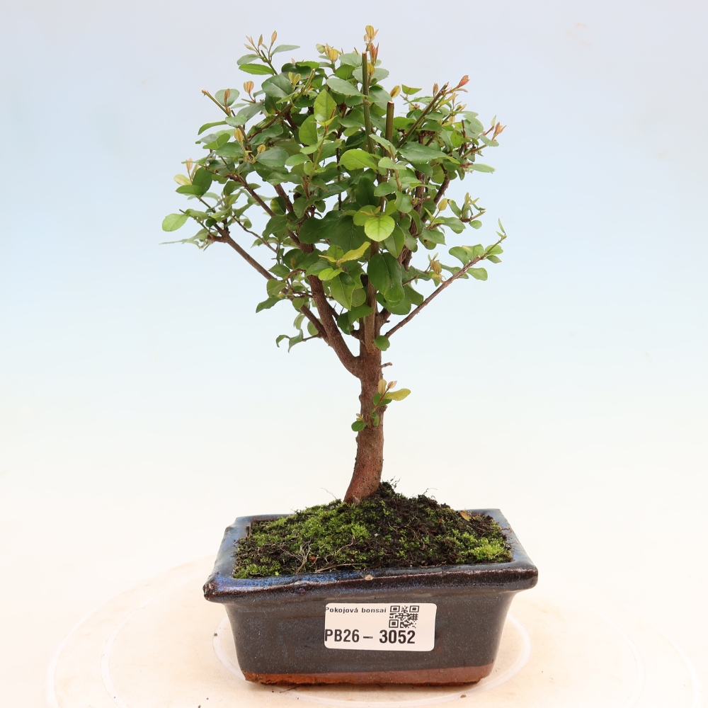 Room bonsai - Sageretia thea - Sageretia thea