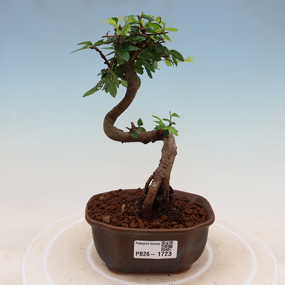 Room bonsai - Ulmus parvifolia - Small-leaved elm