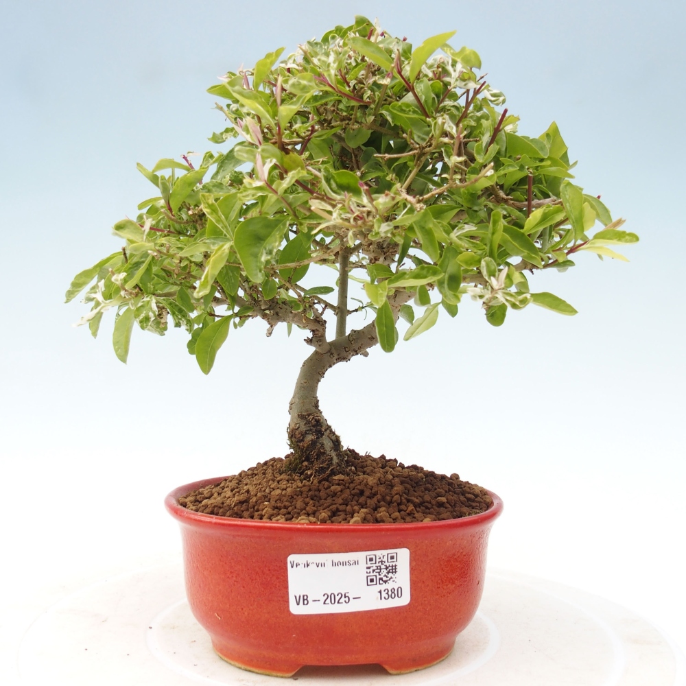 Outdoor bonsai - Ligustrum obtusifolium - Dull-leaved bird's-bill