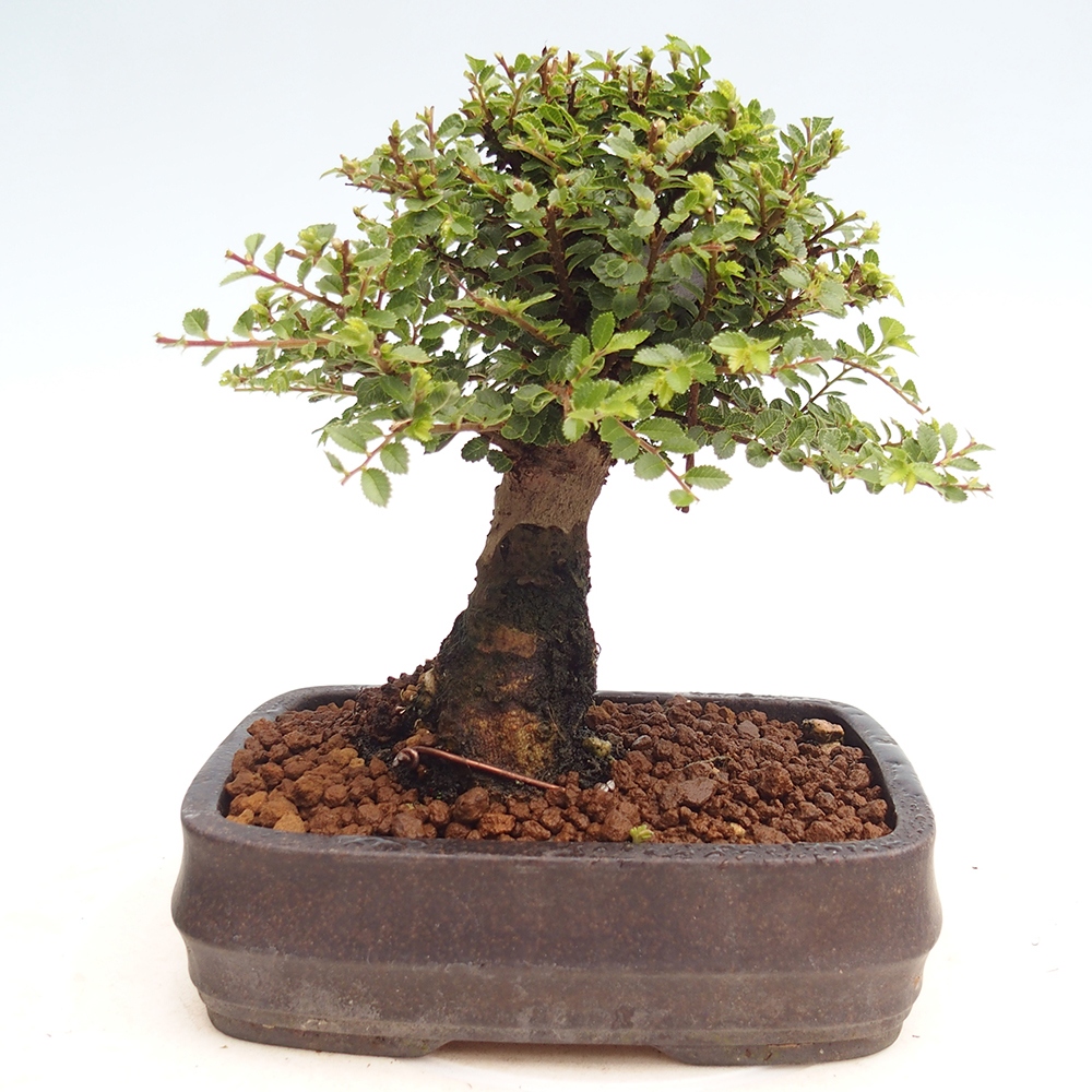 Outdoor bonsai - Ulmus parvifolia Hokkaido - Chinese elm