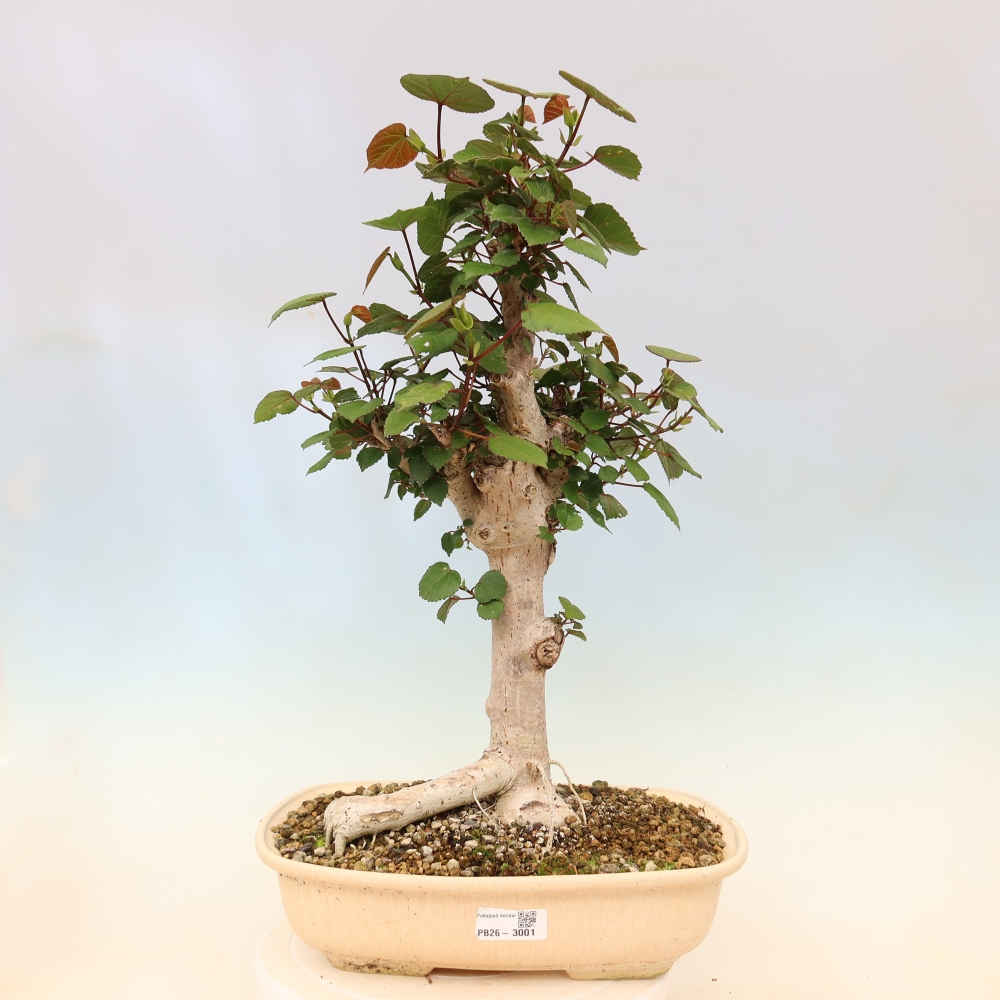Indoor bonsai - Hibiscus tiliaceus - Sea Hibiscus