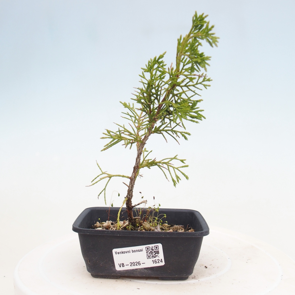 Outdoor bonsai - Juniperus chinensis Itoigawa