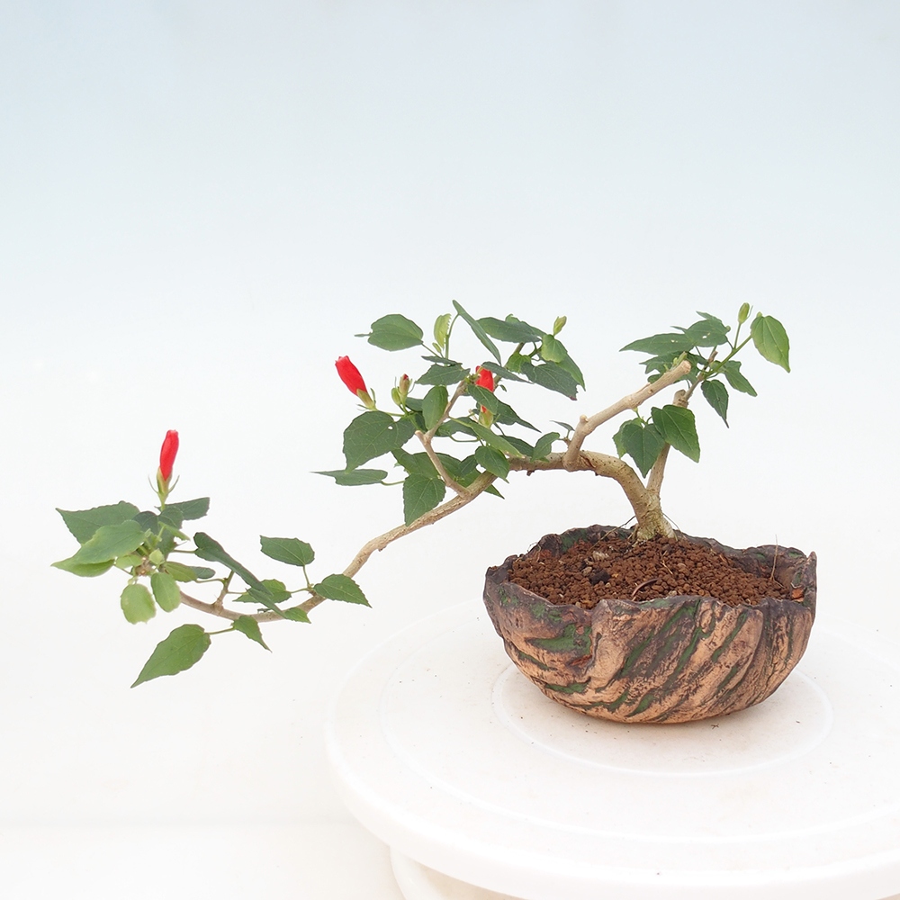 Indoor bonsai - Malvaviscus arboreus