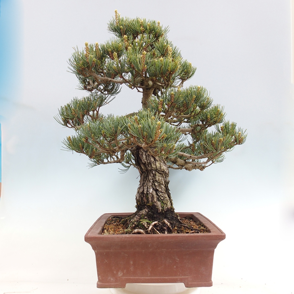 Outdoor bonsai - Pinus parviflora - Pinus parviflora
