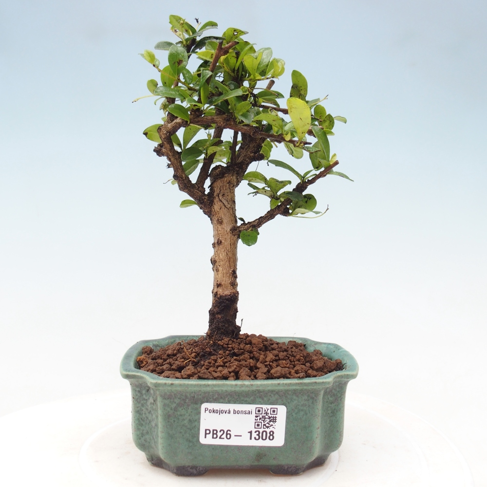 Room bonsai - Carmona macrophylla - Tea fuki