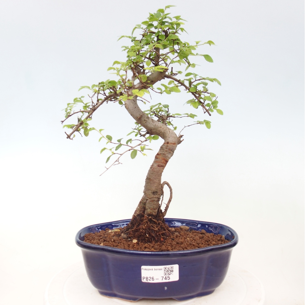 Room bonsai - Ulmus parvifolia - Small-leaved elm