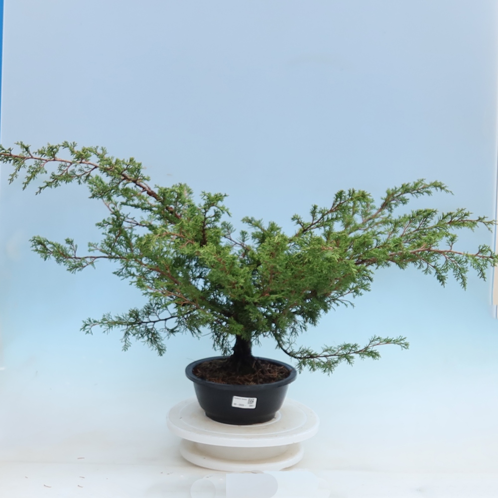 Outdoor Bonsai - Juniperus chinensis Itoigawa - Chinese Juniper