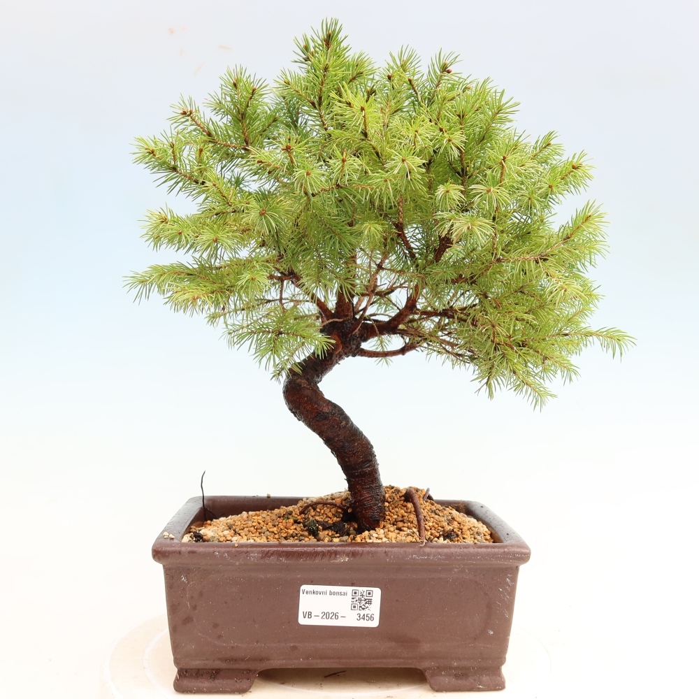 Outdoor Bonsai - Blue Spruce - Picea glauca 'Globe'