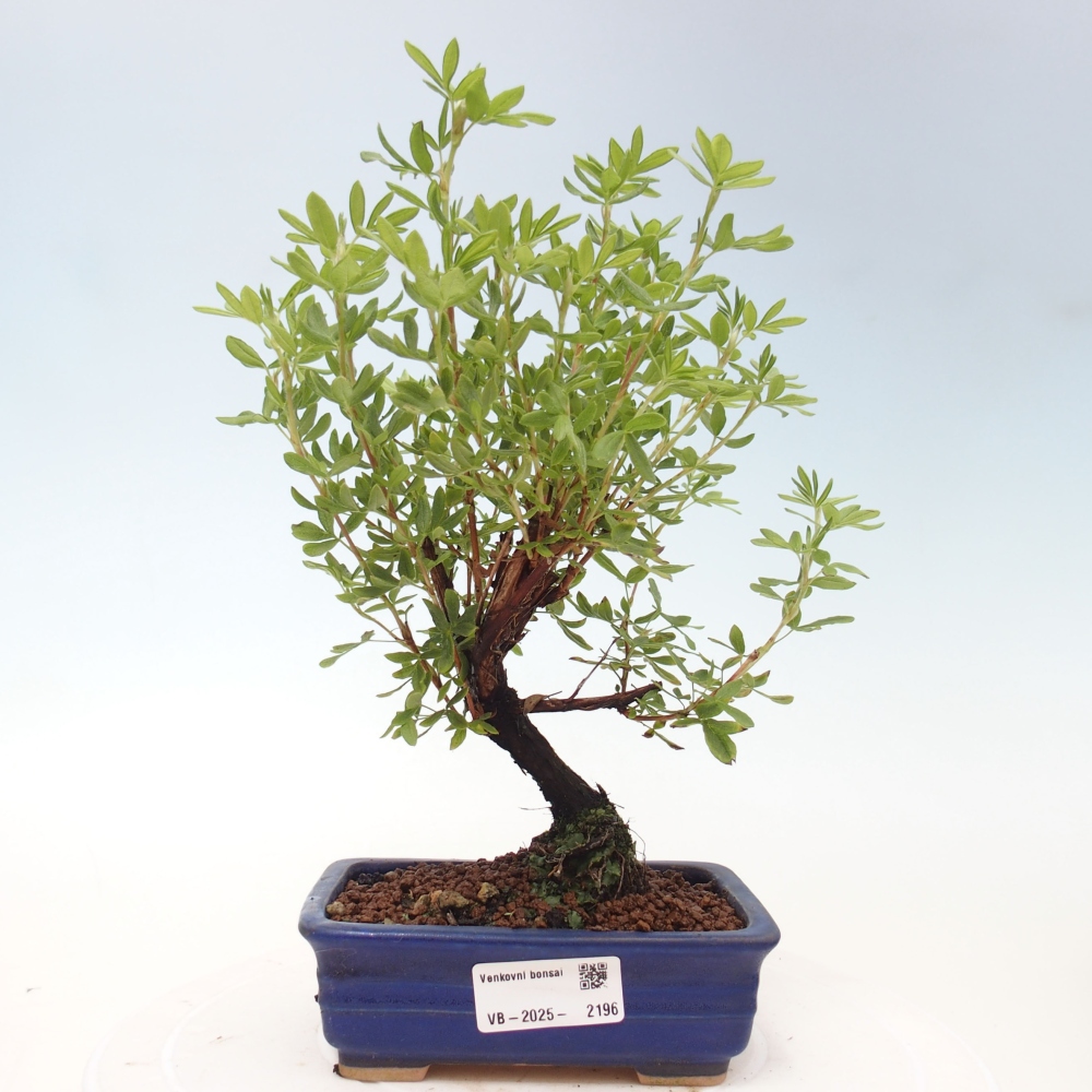 Outdoor bonsai-Cinquefoil - Potentila fruticosa yellow Bird