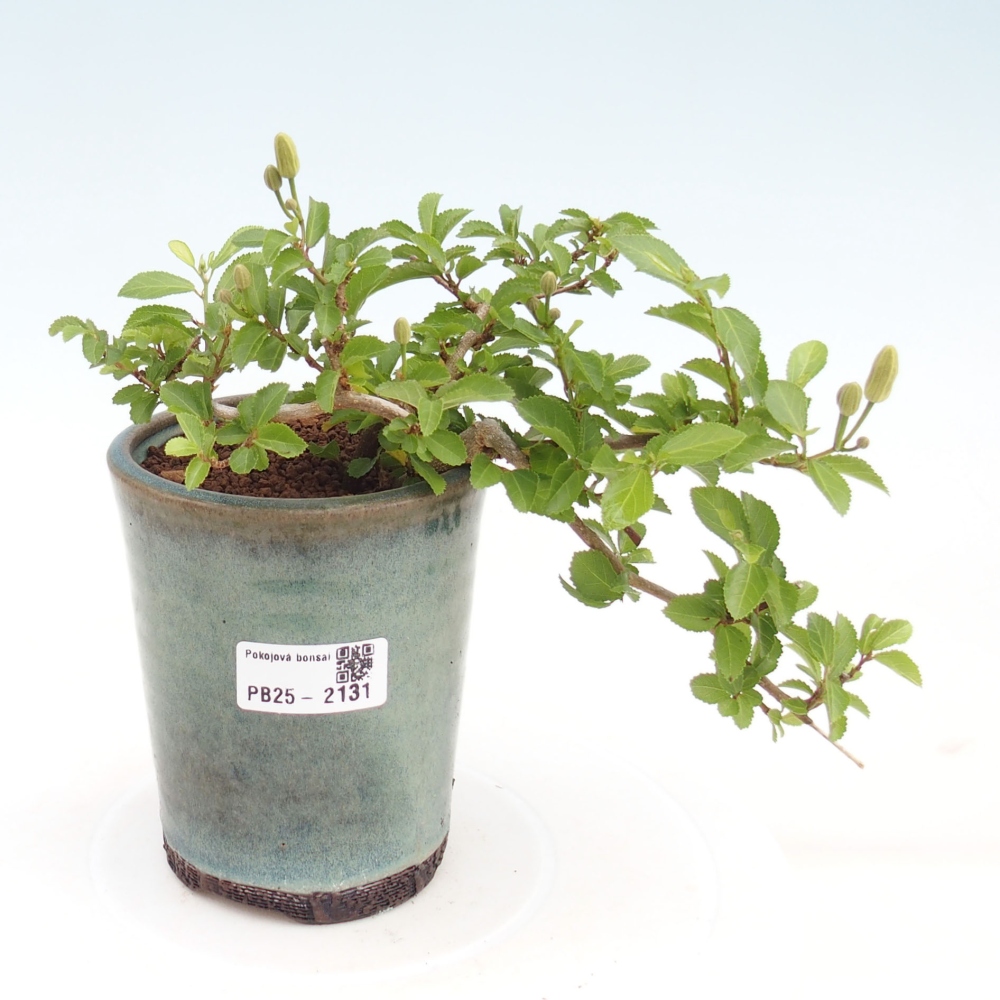Indoor bonsai - Grewia occidentalis - Lavender star