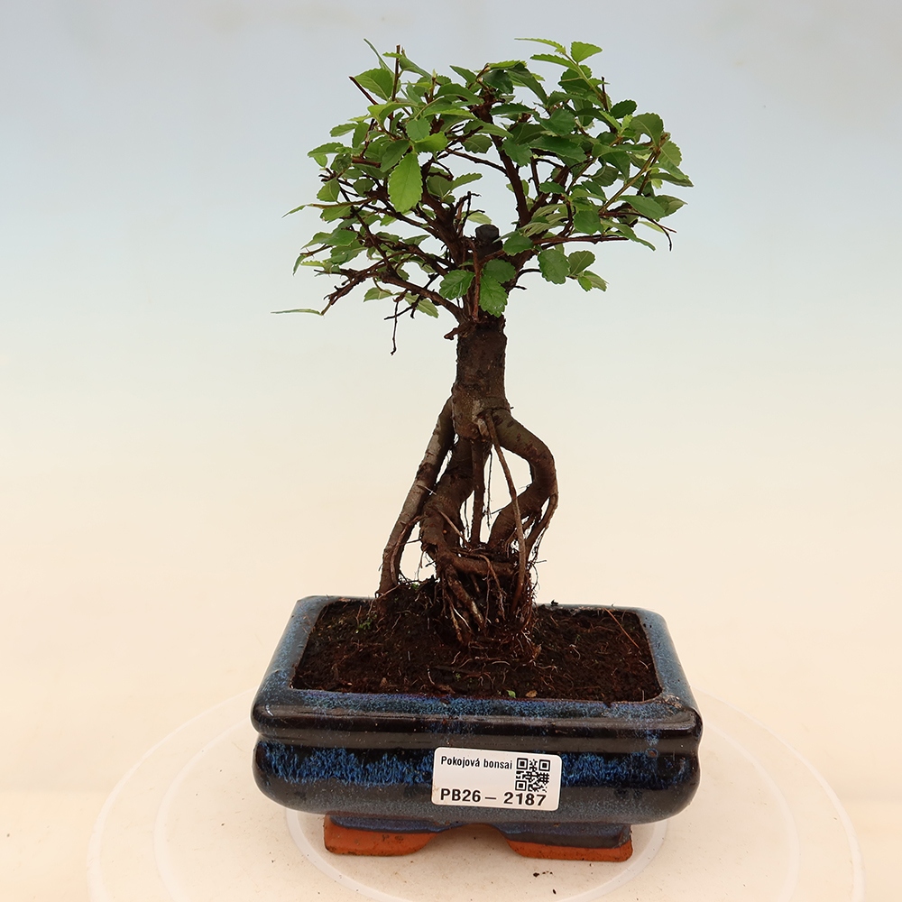 Room bonsai - Ulmus parvifolia - Small-leaved elm