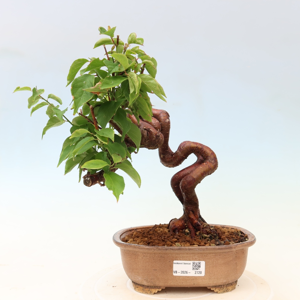 Outdoor Bonsai - Japanese Apricot - Prunus Mume