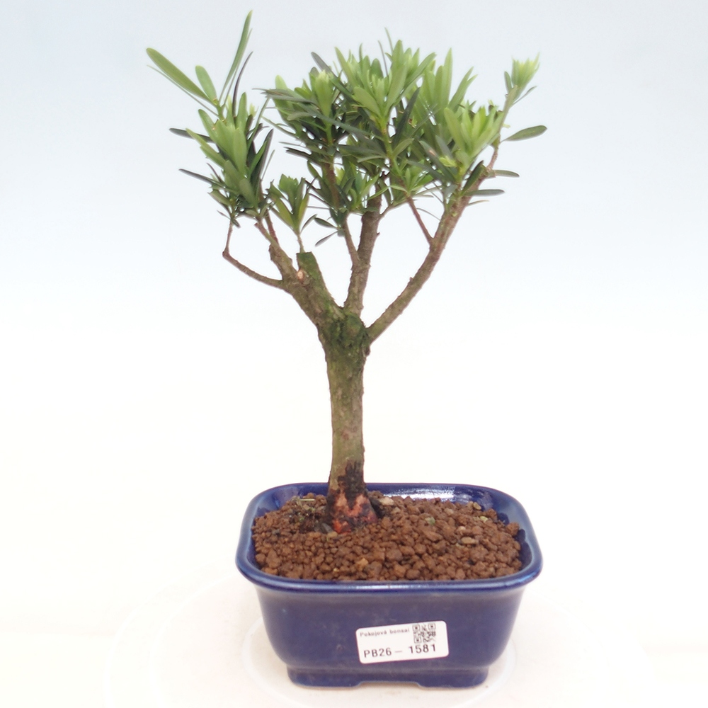 Room bonsai - Podocarpus - Stone Yew
