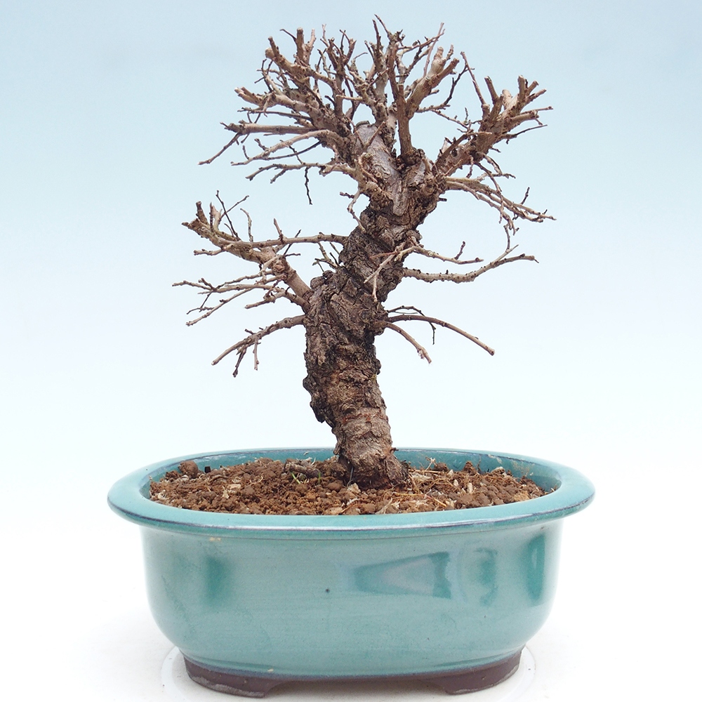 Outdoor bonsai - Zelkova - Zelkova NIRE