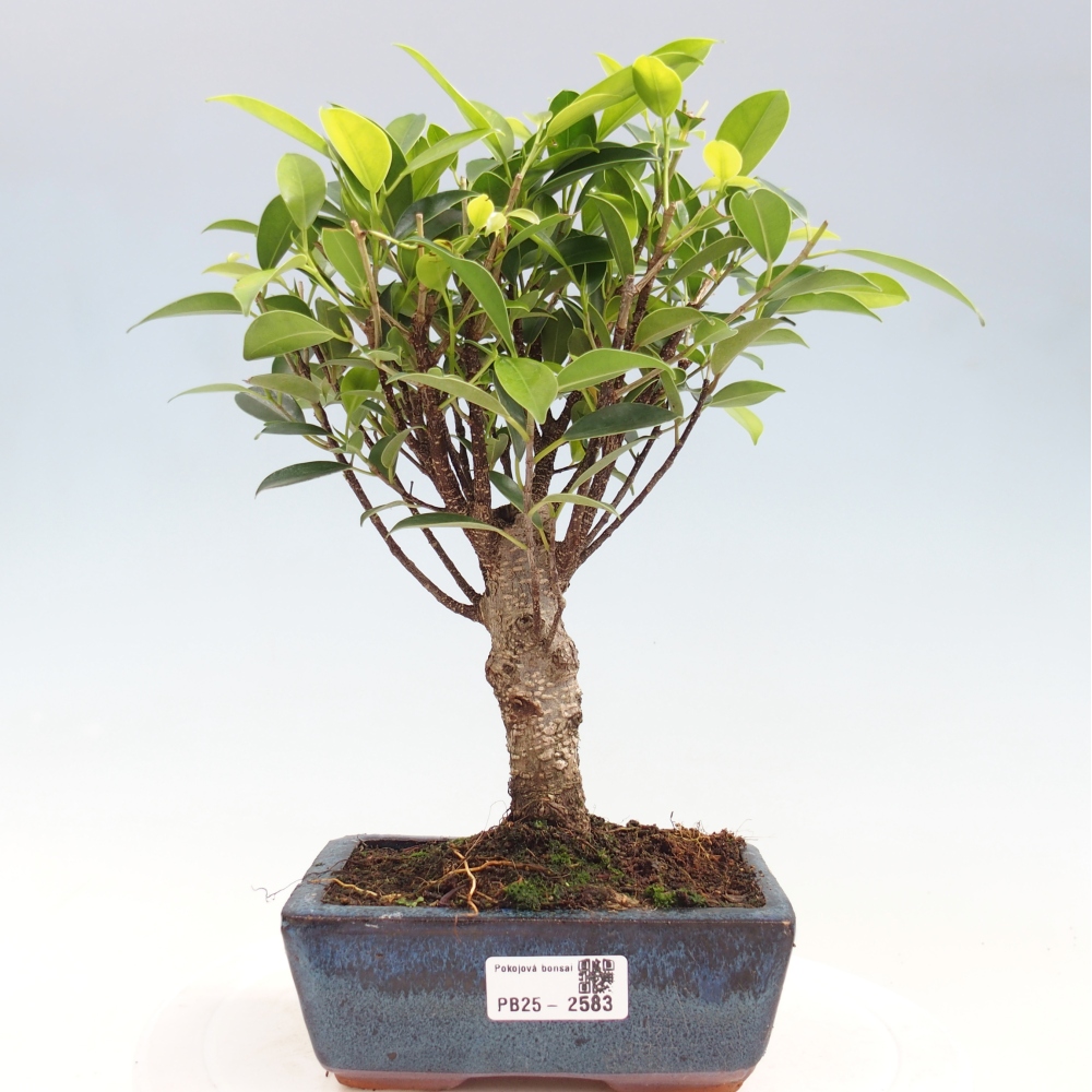 Indoor bonsai - Ficus retusa - small-leaved ficus