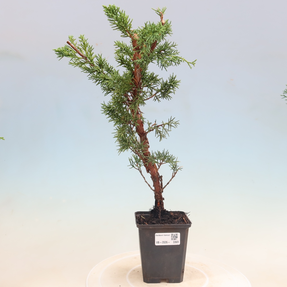 Outdoor bonsai - Juniperus chinensis Kishu