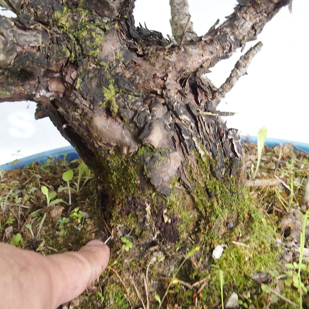 Yamadori - Pinus sylvestris 