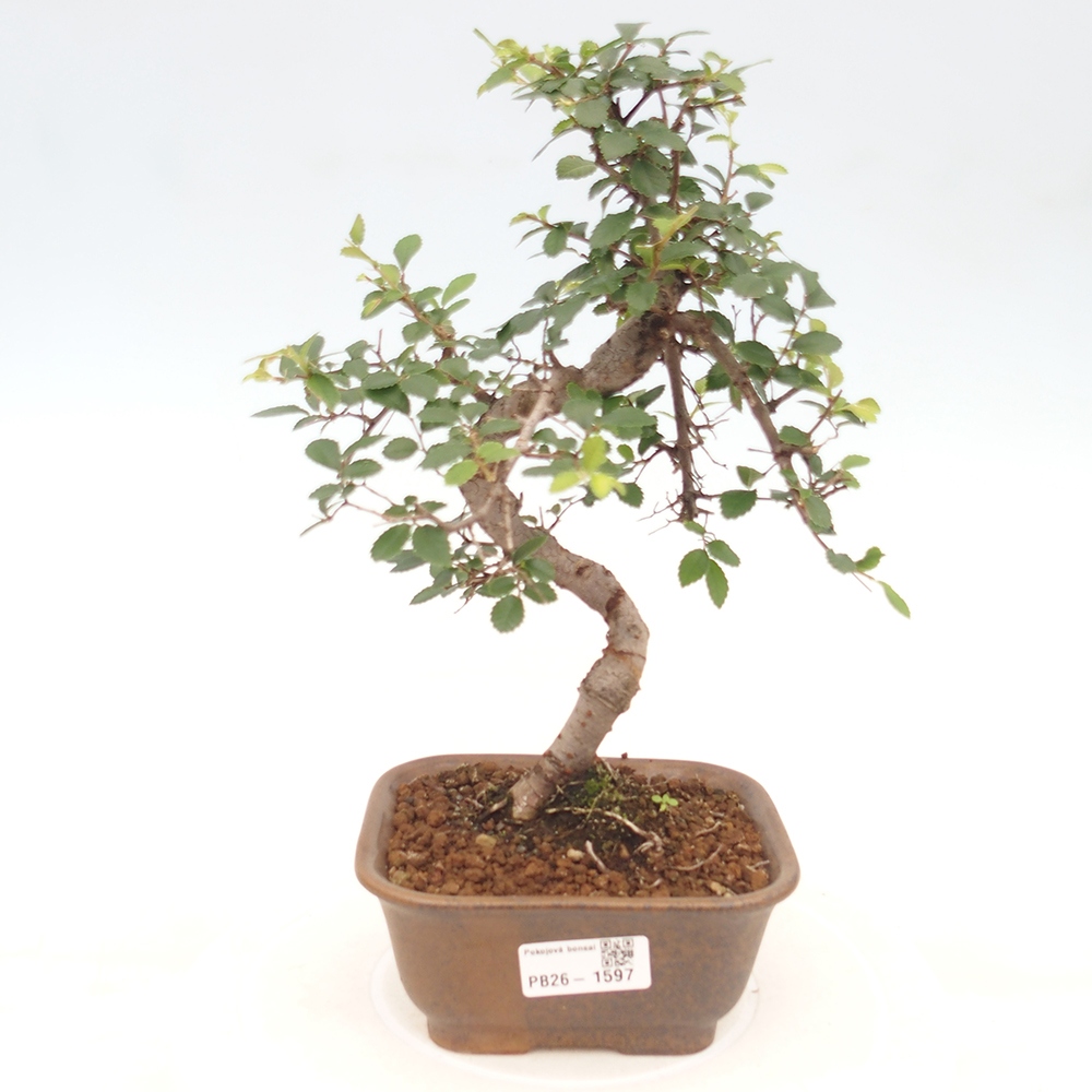 Room bonsai - Ulmus parvifolia - Small-leaved elm