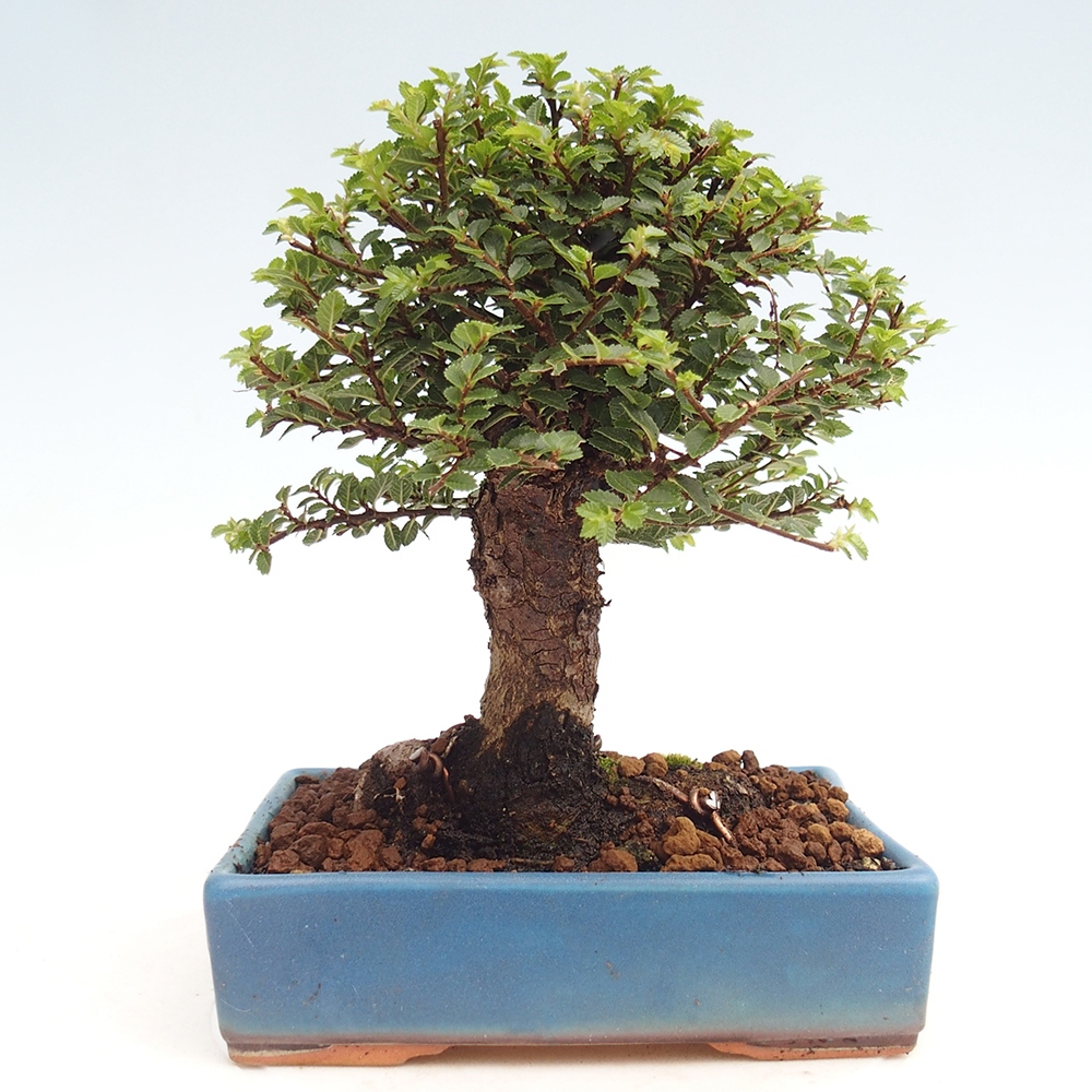 Outdoor bonsai - Ulmus parvifolia Hokkaido - Chinese elm