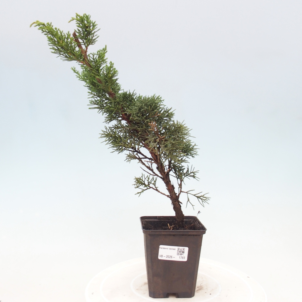 Outdoor bonsai - Juniperus chinensis Kishu