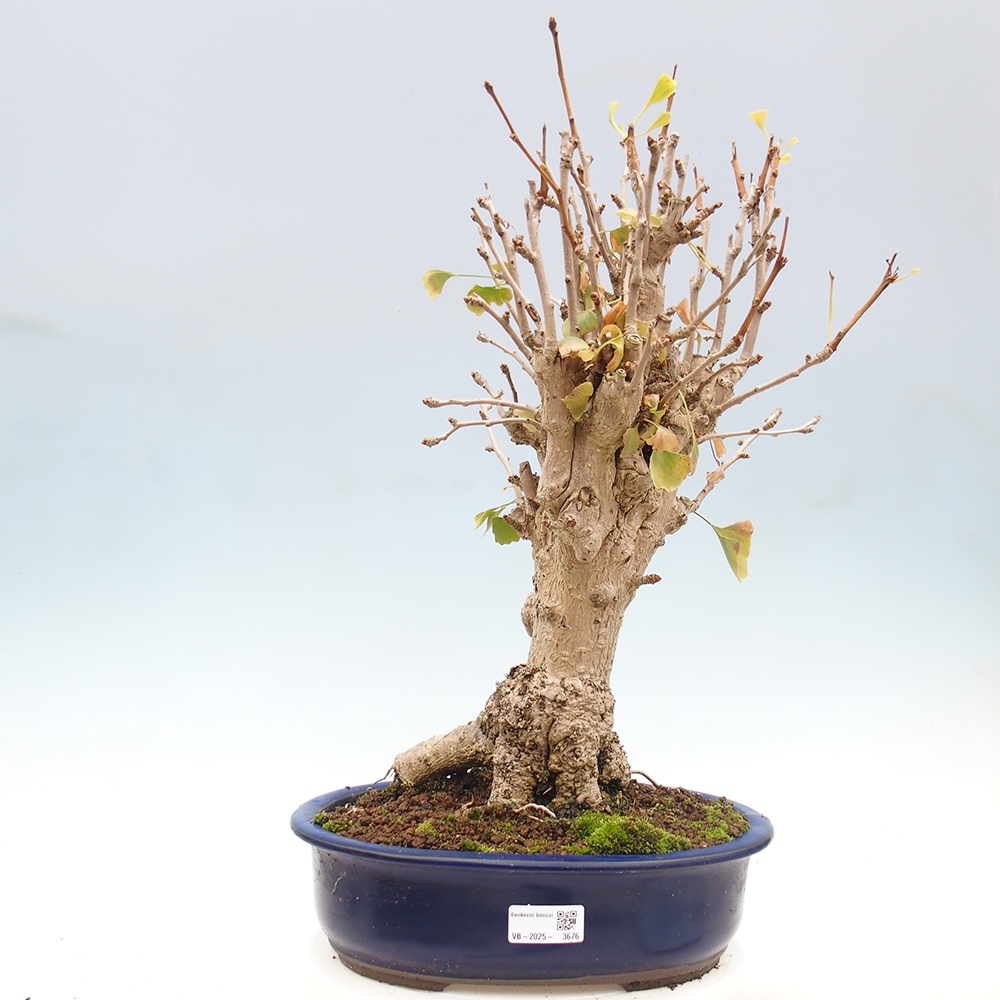 Outdoor bonsai - Ginkgo biloba