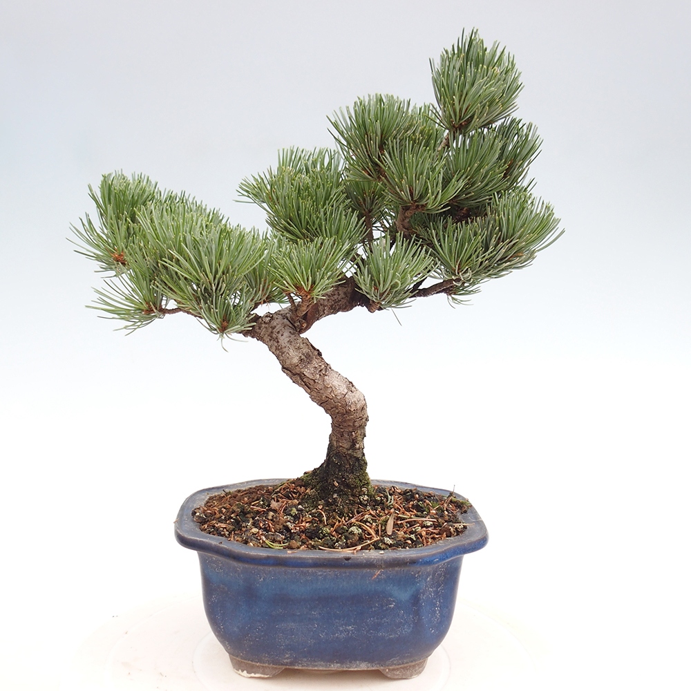Outdoor bonsai - Pinus parviflora - Small pine tree