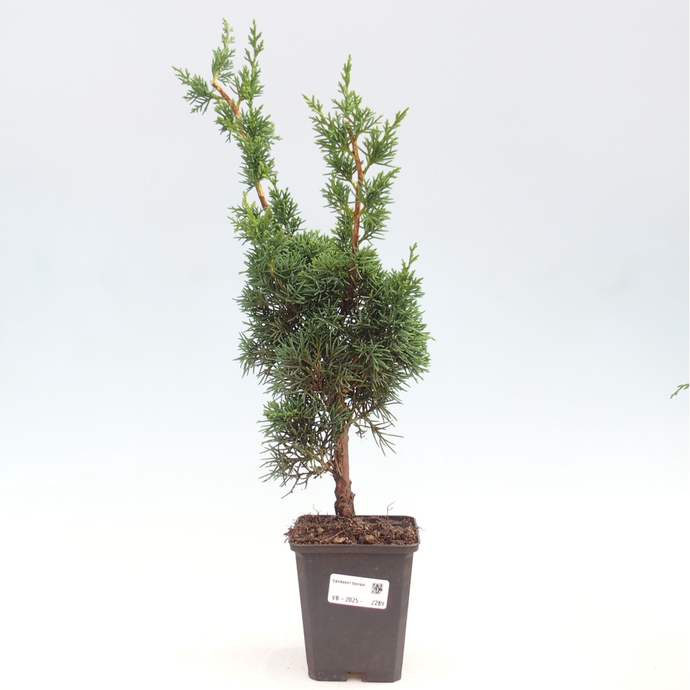 Outdoor bonsai - Juniperus chinensis Kishu - Chinese juniper