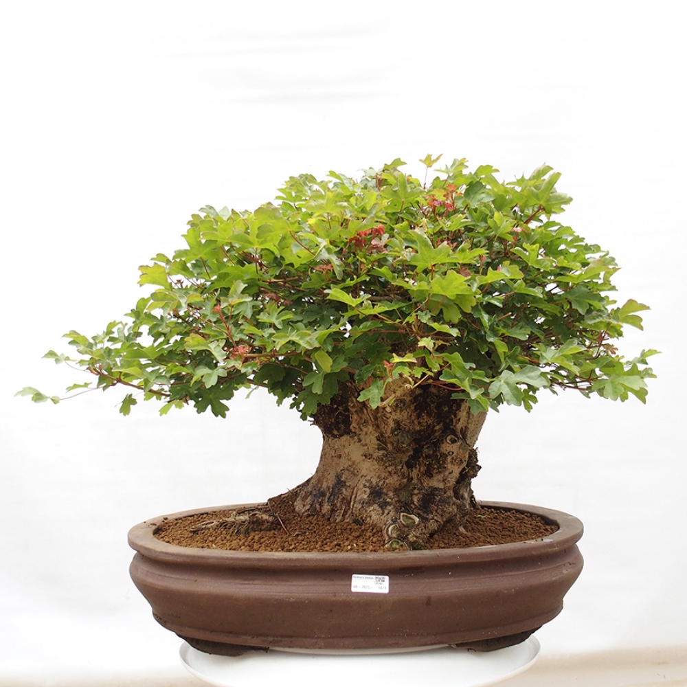Outdoor bonsai - Acer Campestre - Baby maple