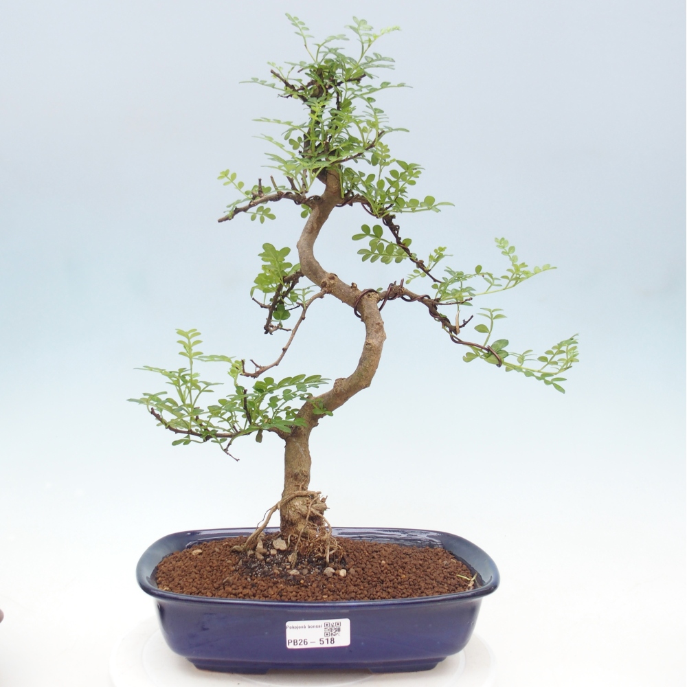 Room bonsai - Zantoxylum piperitum - pepper tree