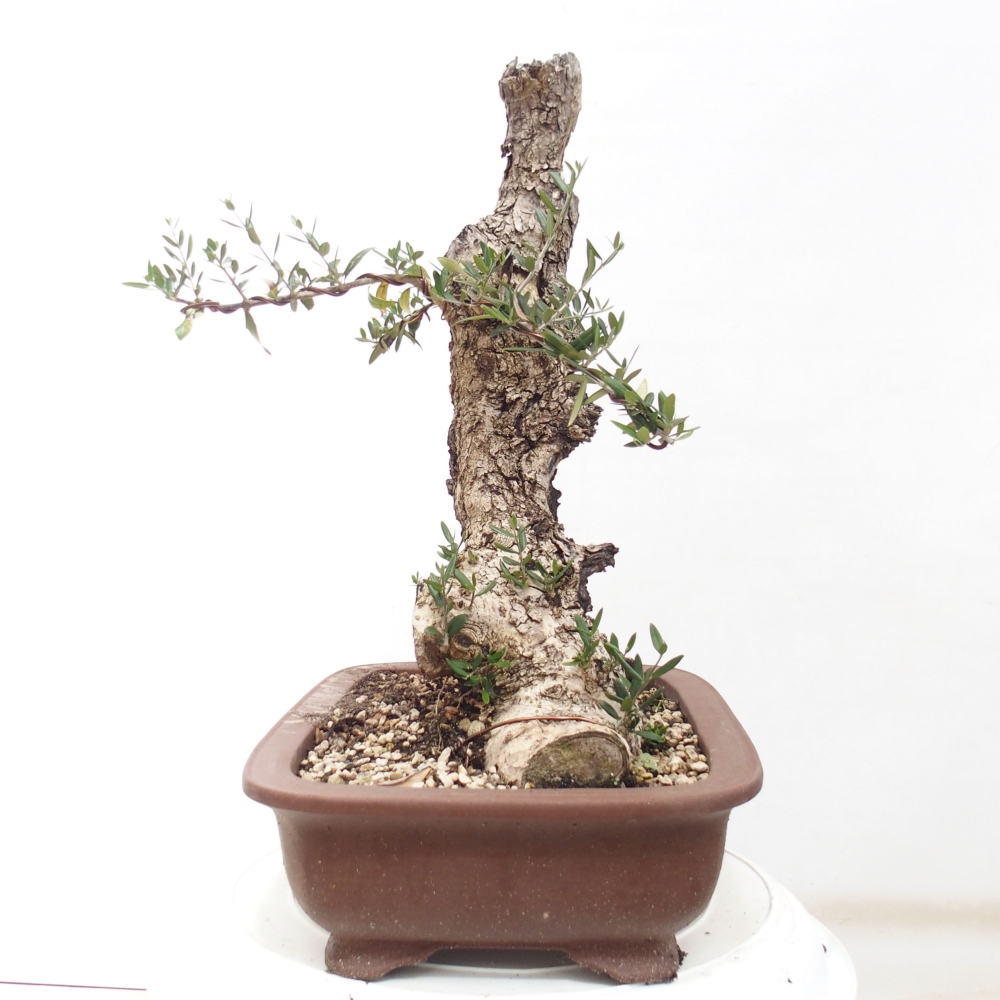 Indoor bonsai - Olea europaea sylvestris - European small-leaved olive oil