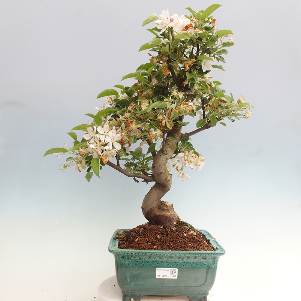 Outdoor bonsai - Malus halliana - Small-fruited apple tree