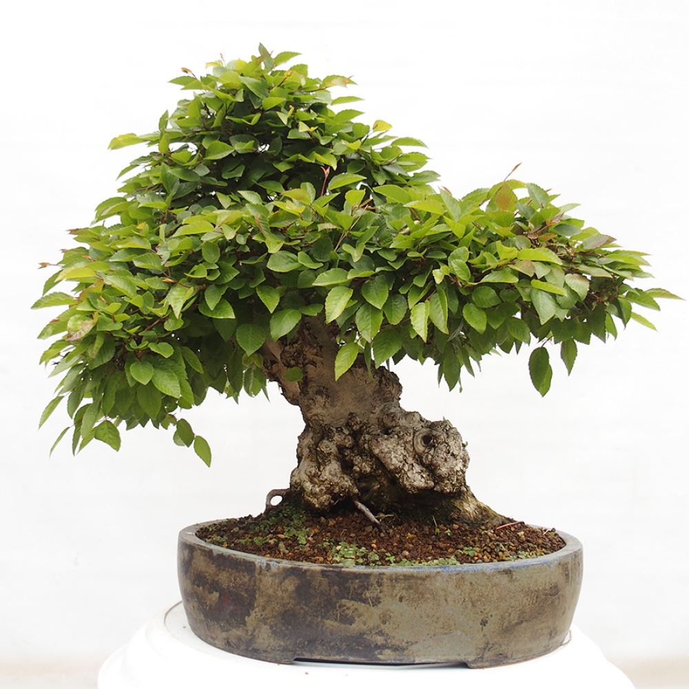 Outdoor bonsai -Carpinus CARPINOIDES - Korean hornbeam