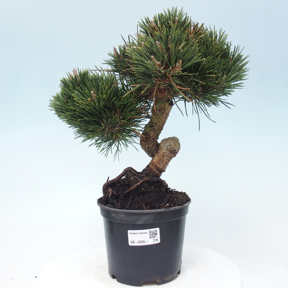 Outdoor bonsai - Pinus thunbergii senjyumaru - Thunberg pine