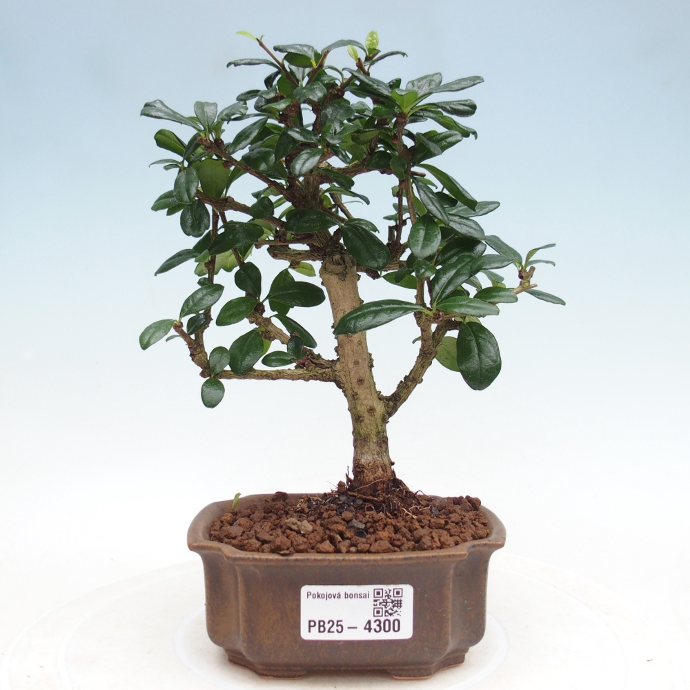 Room bonsai - Carmona macrophylla - Tea fuki