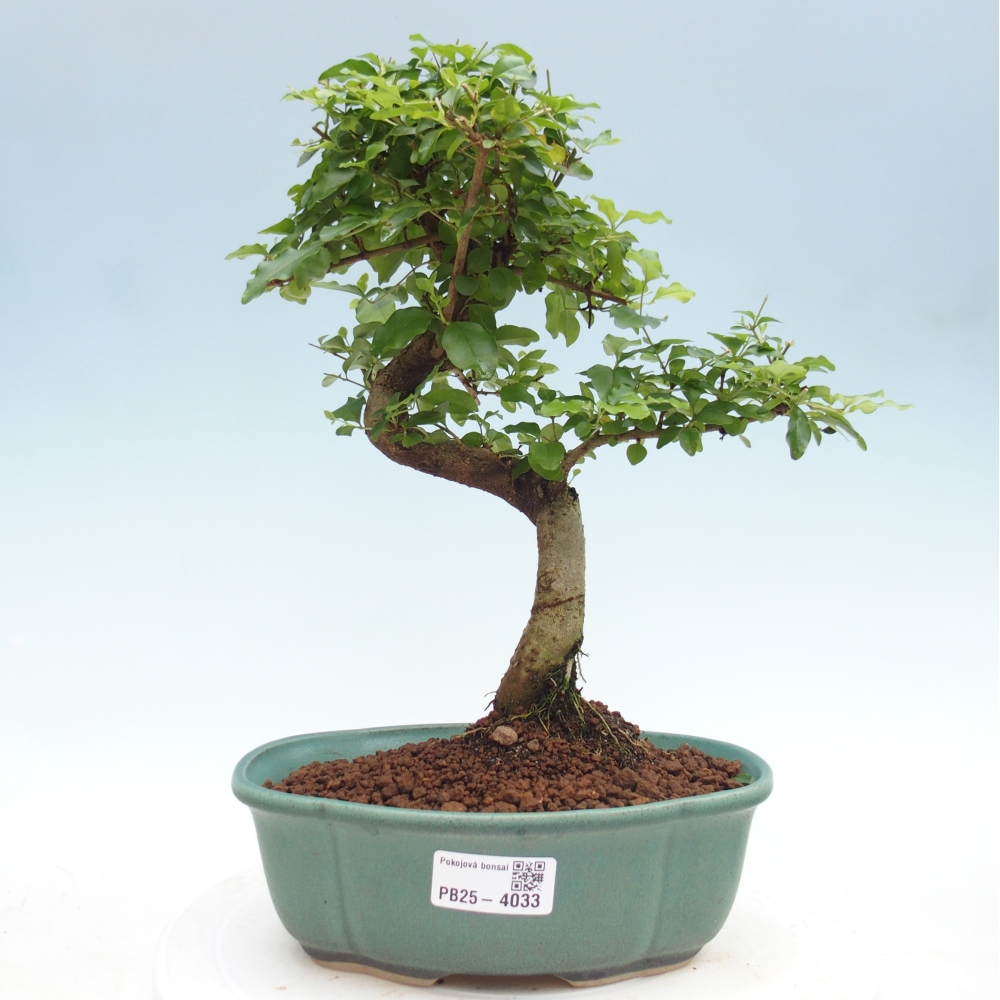 Room bonsai -Ligustrum chinensis - Birds Beak