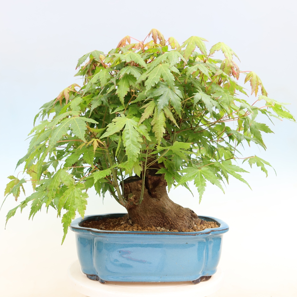 Outdoor bonsai - Maple Burger - Acer Burgerianum