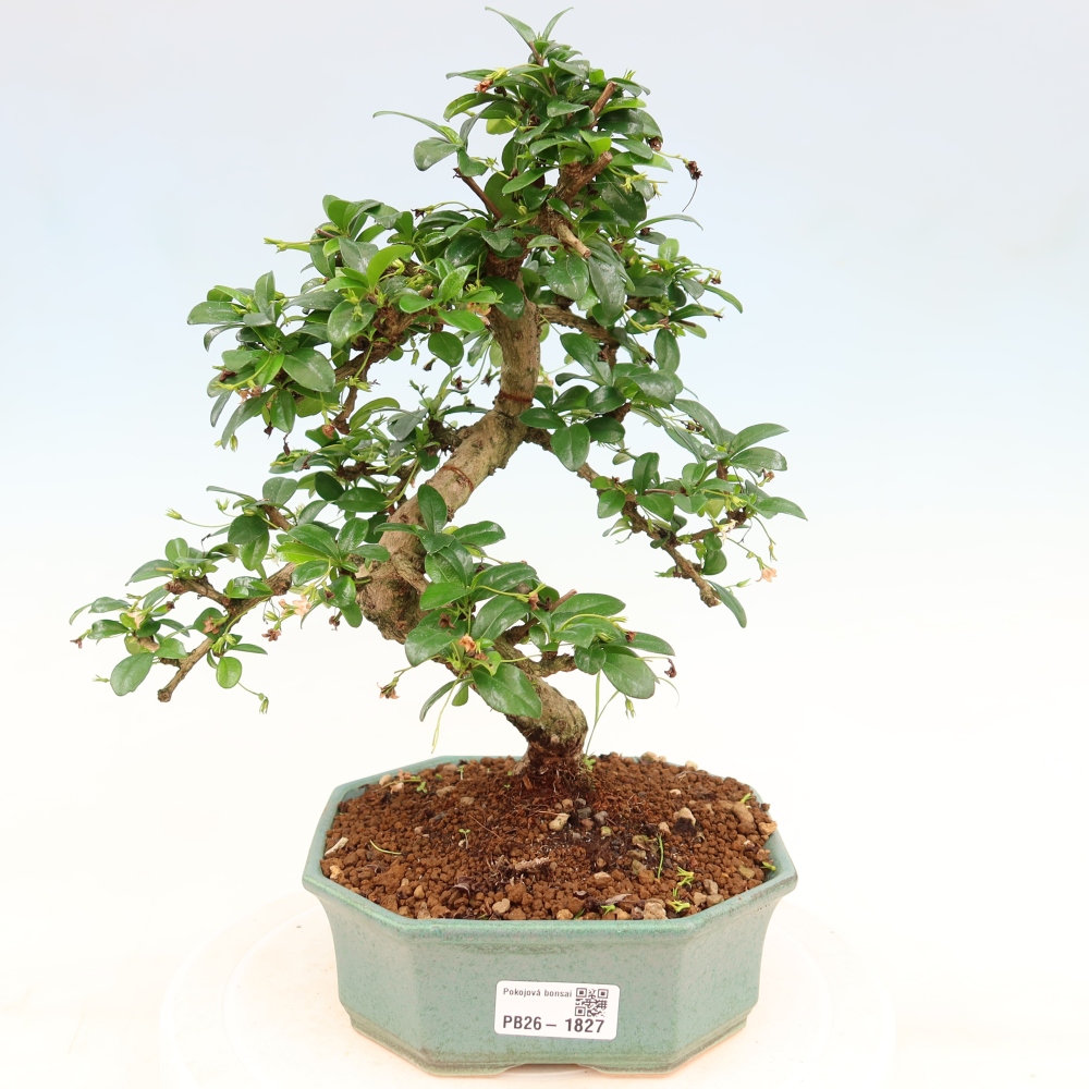 Room bonsai - Carmona macrophylla - Tea fuki