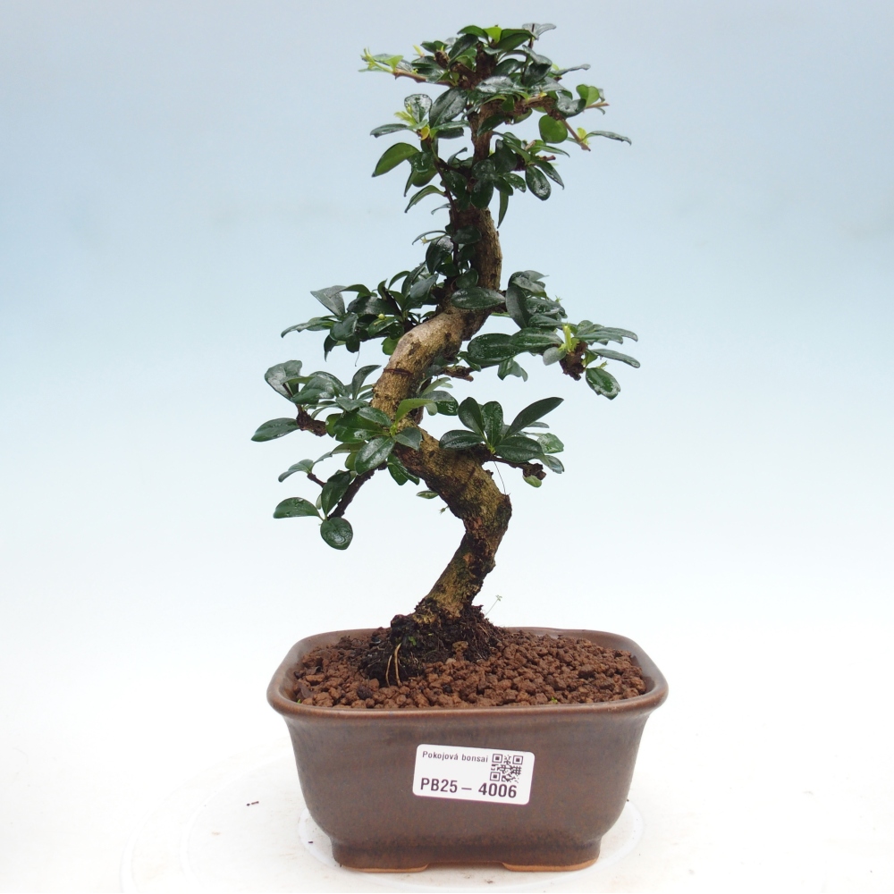Room bonsai - Carmona macrophylla - Tea fuki