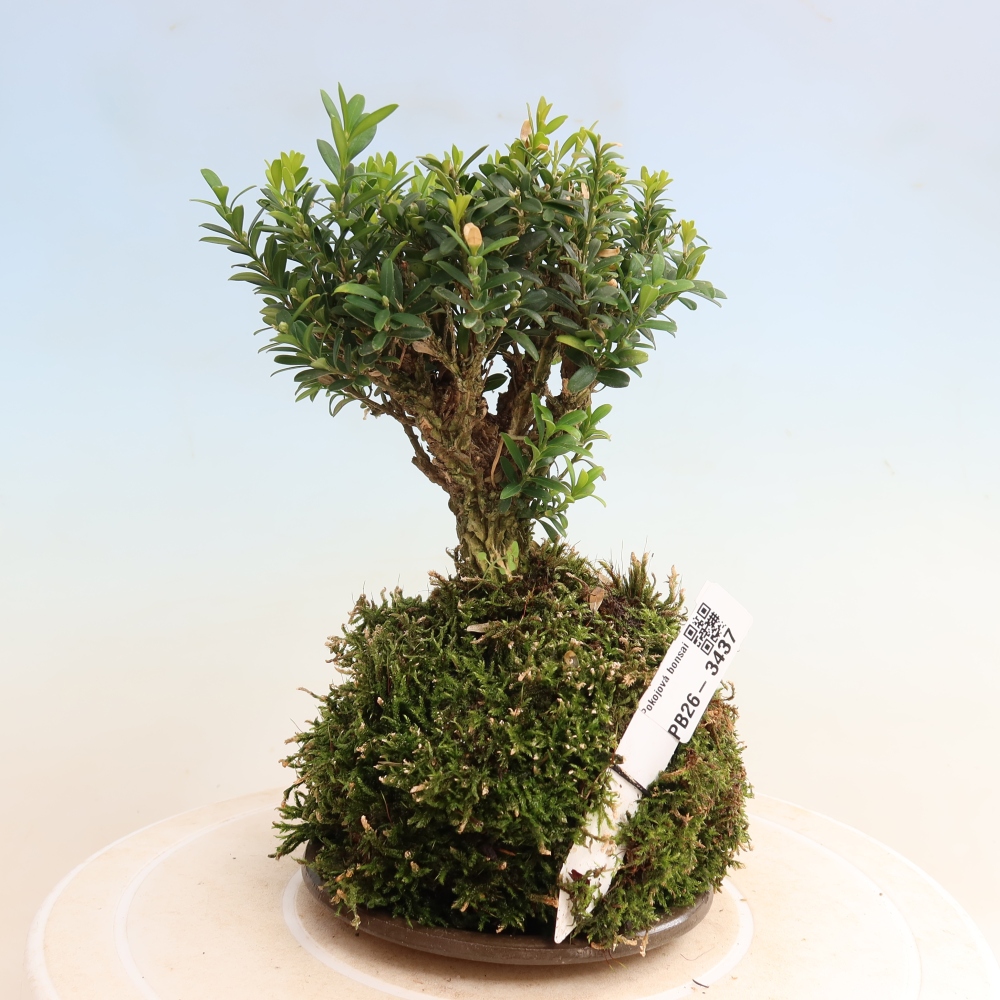 Kokedama with a saucer - Buxus harlandii - Cork Boxwood  