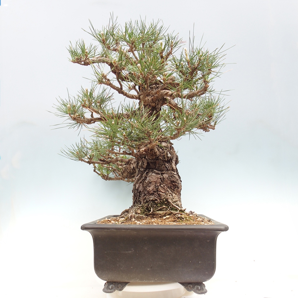 Outdoor bonsai - Pinus thunbergii - Thunberg pine