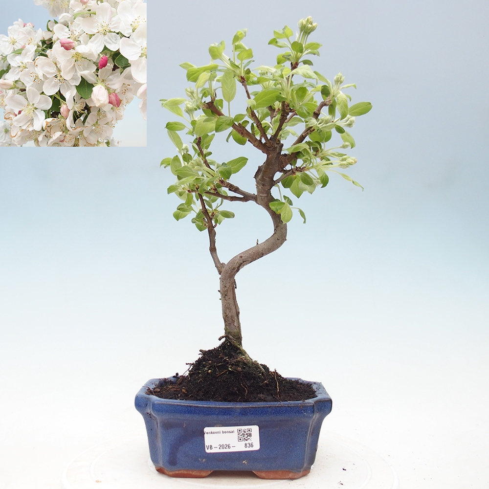 Outdoor bonsai -Malus halliana - Small-fruited apple tree