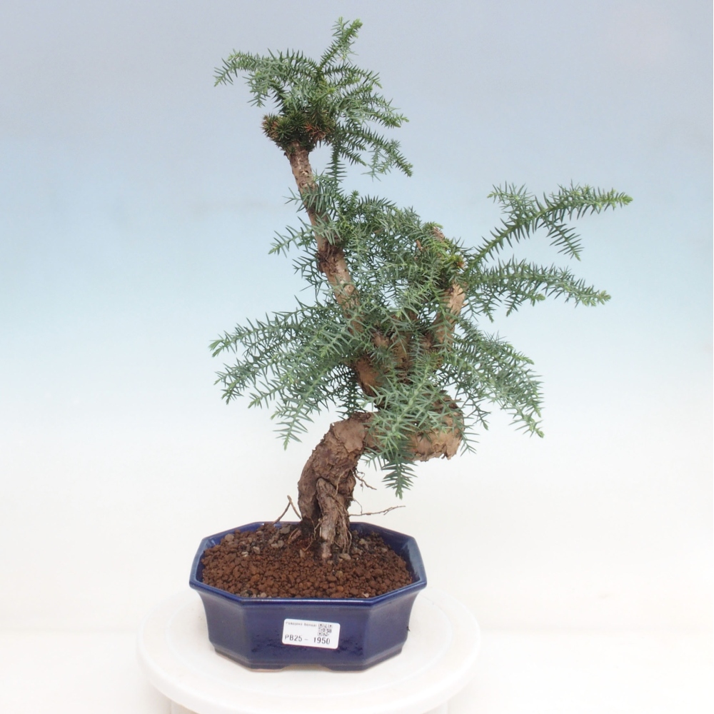 Room bonsai - Araukarie - room spruce
