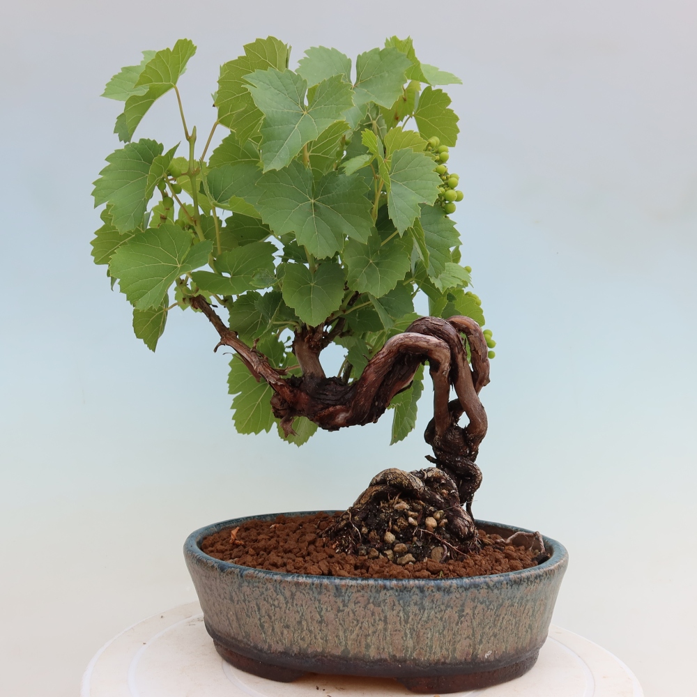 Outdoor Bonsai - Grapevine - Vitis vinifera 