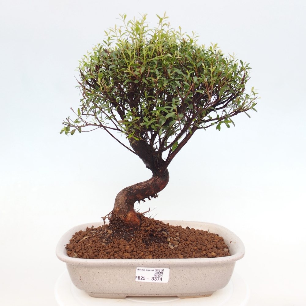 Room bonsai - Syzygium - Pimento