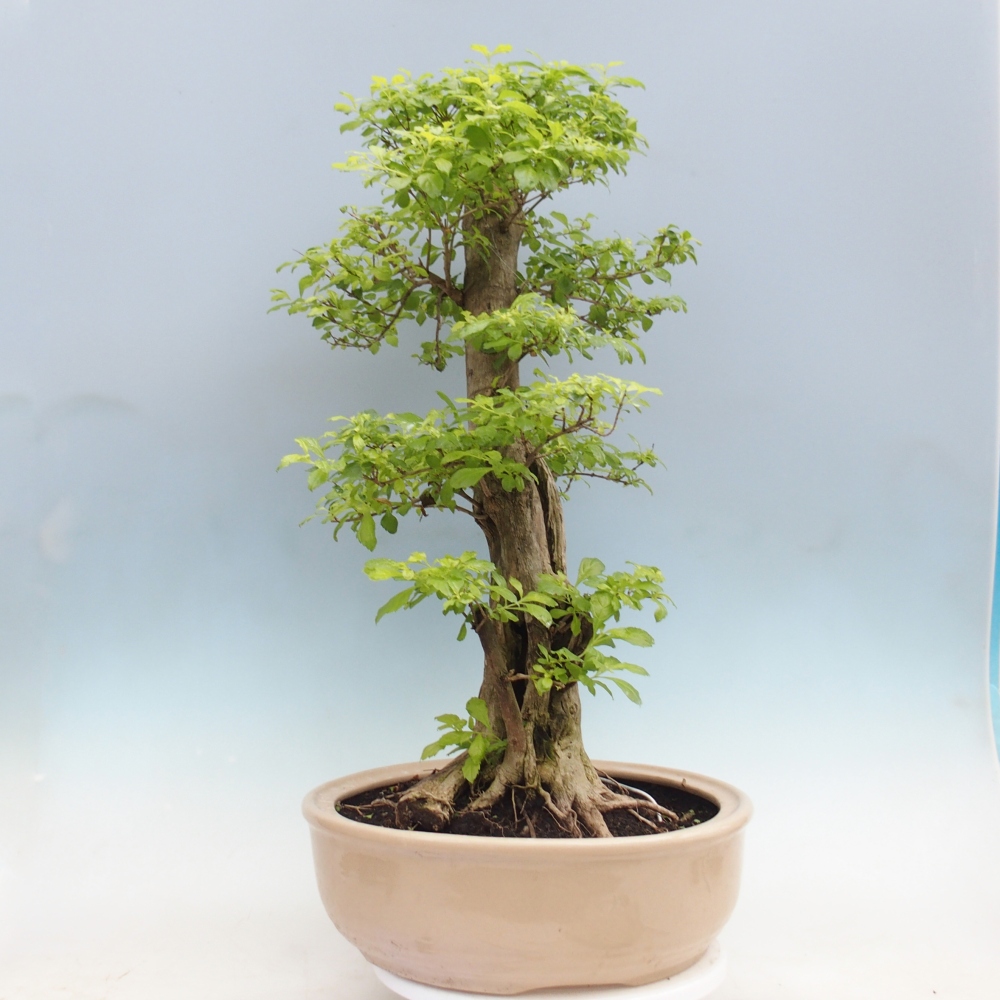 Room bonsai - Duranta erecta Aurea - PERSONAL COLLECTION ONLY or pallet transport