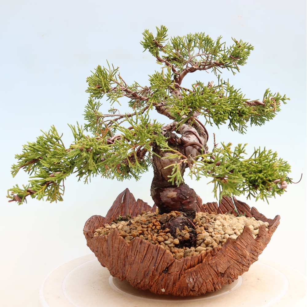 Outdoor Bonsai - Juniperus chinensis Itoigawa - Chinese Juniper